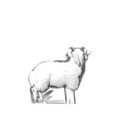 Moser Decorative Lamb Clear 3.6 in 16429-01