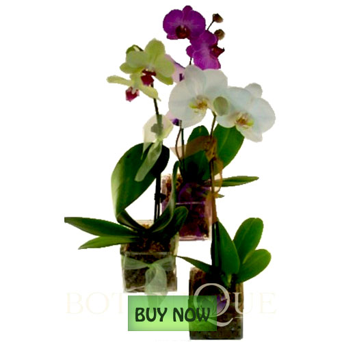 Flowering Plants Online Gold Coast Australia Botanique Flowers by