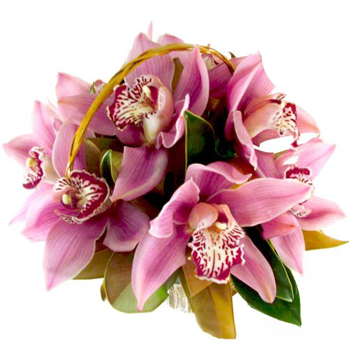 Orchid Flower Delivery Gold Coast Botanique Flowers by Tina Gold Coast Australia