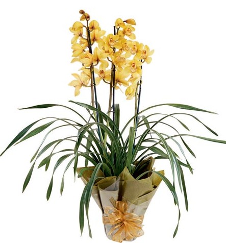 Orchid Plant Delivery Gold Coast - Botanique Flowers by ...