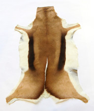 Springbok  Hide 110x 70cm  approximately