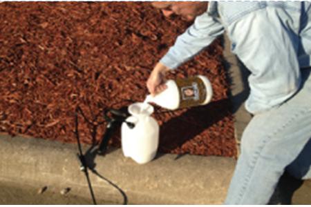 How to bring back color of mulch and keep it in place at the same time - Mulch  Glue