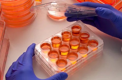 Allele Biotech Cell Culture Services