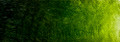 Old Holland Sap Green Lake Extra 40ml