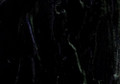 Maries Acrylic Black 75ml