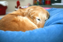 Dog in large denim bean bag