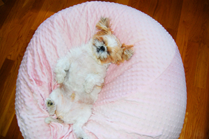 Bean bag online chairs for dogs