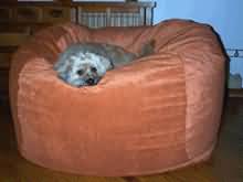 Dog in giant velvet bean bag chair