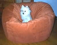 Dog in giant velvet bean bag chair