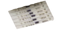 Suttle 2 X 3.5 ADHESIVE STRIP