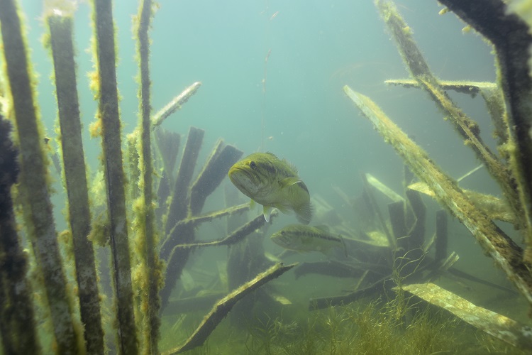 bass-on-fishiding-habitat