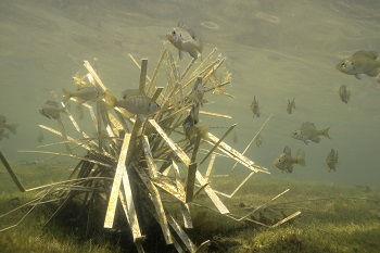 Cradle artificial shallow fry habitat