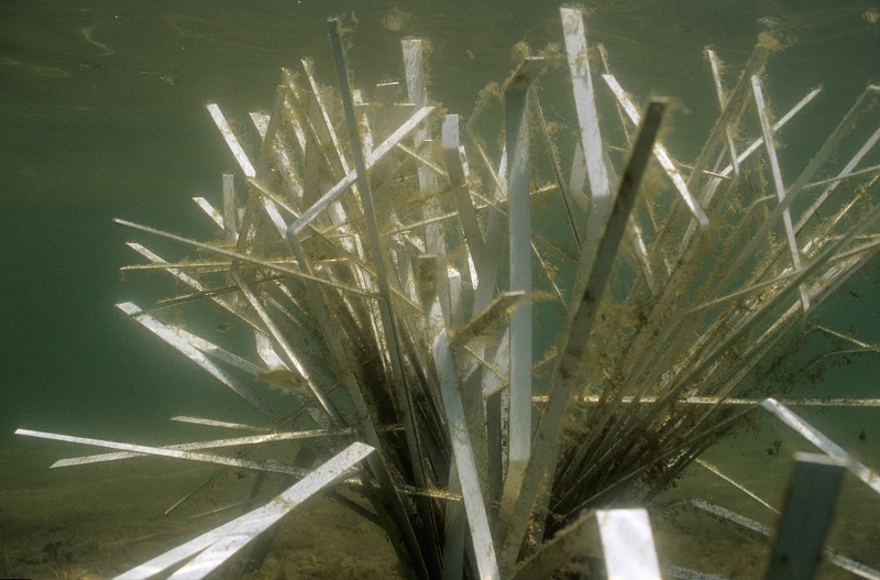 Shallow Water Fry and Forage fish Habitat made from reclaimed PVC vinyl