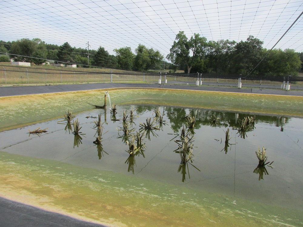 grow-ponds-10000.jpg