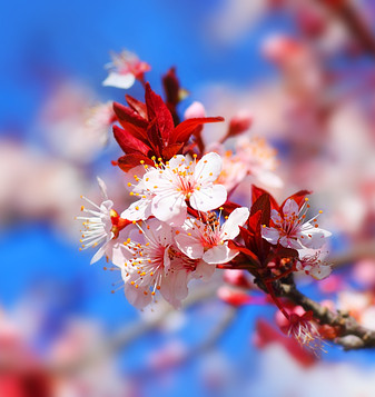 Cherry Blossom Girls