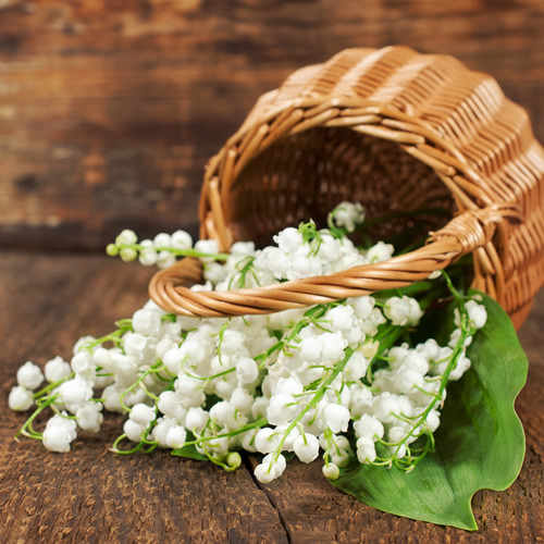 Lily of the Valley 1 Fragrance Oil Buy Wholesale From Bulk Apothecary