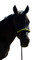 Noseband:  Black Magic and Lemon Yellow
Halter:  Black
Lead:  Black