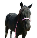 Noseband:  Cotton Candy Pink
Halter: Black
Lead: Pink