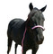 Noseband:  Cotton Candy Pink
Halter: Black
Lead: Pink