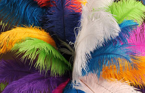 Será Abandonar Discreto Wholesale Feathers for Centerpieces & Crafts: Lowest Prices Guaranteed