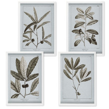 Framed Botanical Print Fern Wall Art - 4 Pieces