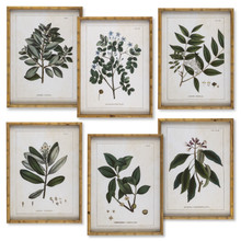Framed Botanical Print Fern Wall Art - 6 Pieces