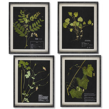 Framed Botanical Fern Wall Art, Black Background - 4 Pieces