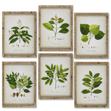 Framed Botanical Print Fern Wall Art with Titles - 6 Pieces