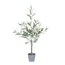 3ft Olive Tree with Plastic Pot - 2 Trees