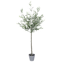 5ft Olive Tree with Plastic Pot - 2 Pieces