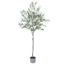 7ft  Olive Tree with Plastic Pot