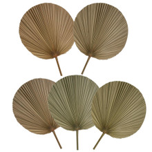 Set Of 5 Dried Natural Palm Leaves | Tropical Palm Leaves Décor For Home Decorations 3