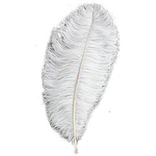 white ostrich feather plumes