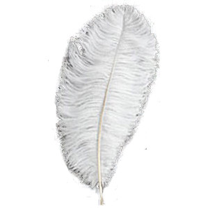 Gray Ostrich Feathers Plumes 22-24 inch 12 Pieces