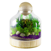 Case of 6 - Glass Terrarium Vase With Wood Base And Stopper, H-10" D-7"