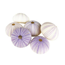 Case of 72 - Natural Sea Urchin Purple Sea Shells, 2" - 3"