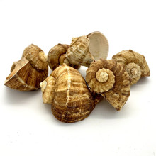 Case of 50 - Natural Brown Rampana Sea Shells, 2" - 3"