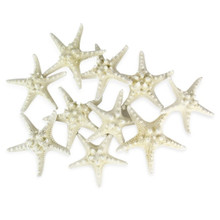 Case of 4 - White Knobby Textured Starfish, 5"-7" (Wholesale 48 PCS/Case)
