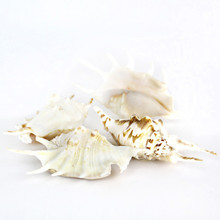 Case of 100 - White Lambis Spider Conch Sea Shells, 4" - 4.5"