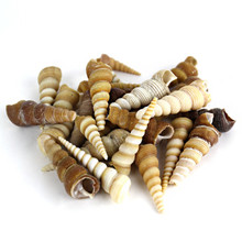22 lbs - Brow Cream Terebra Cone Sea Shells, 1.5" - 3" (Approximately 1300 pcs)