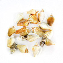 22 lbs - Creamy Brown Strombus Canarium Sea Shells, 2"-2.75"