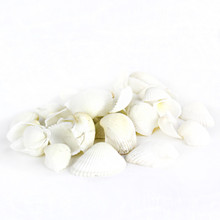 26 lbs - White Arca Ovalis Blood Ark Clam Sea Shells, 1" - 2" (Approximately 2160 pcs)