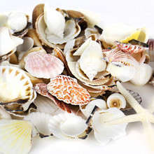 19.2 lbs Mixed Sea Shells with Bleached Finger Starfish (Approximately 1260 pcs)