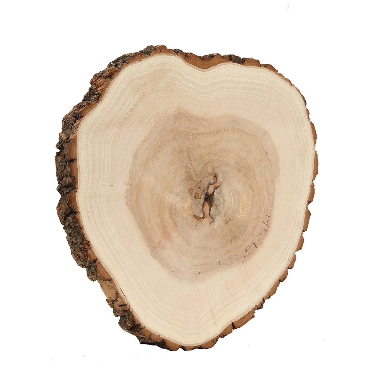 Case of 12 Extra Large Rustic Natural Wood Slices, Round Poplar Wooden Slab  - 18 Dia