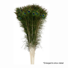 Case of 12 Peacock Feathers 12pc/bag - 30"