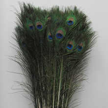 Case of 8 Peacock Feathers 25pc/bag