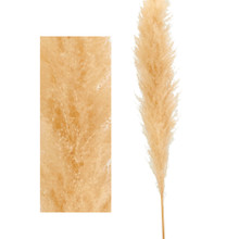 Case of 24 Natural Dried Pampas Grass 60" - Natural