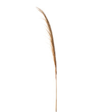 Case of 24 Natural Smooth Pampas Grass 60" - Gold