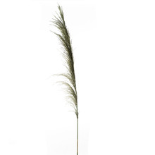 Case of 24 Natural Smooth Pampas Grass 60" - Green