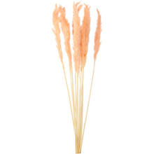 Case of 48 Natural Dried Pampas Grass 24" 10pc/bag - Blush